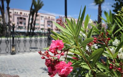 Finding a Muslim Wife in Morocco